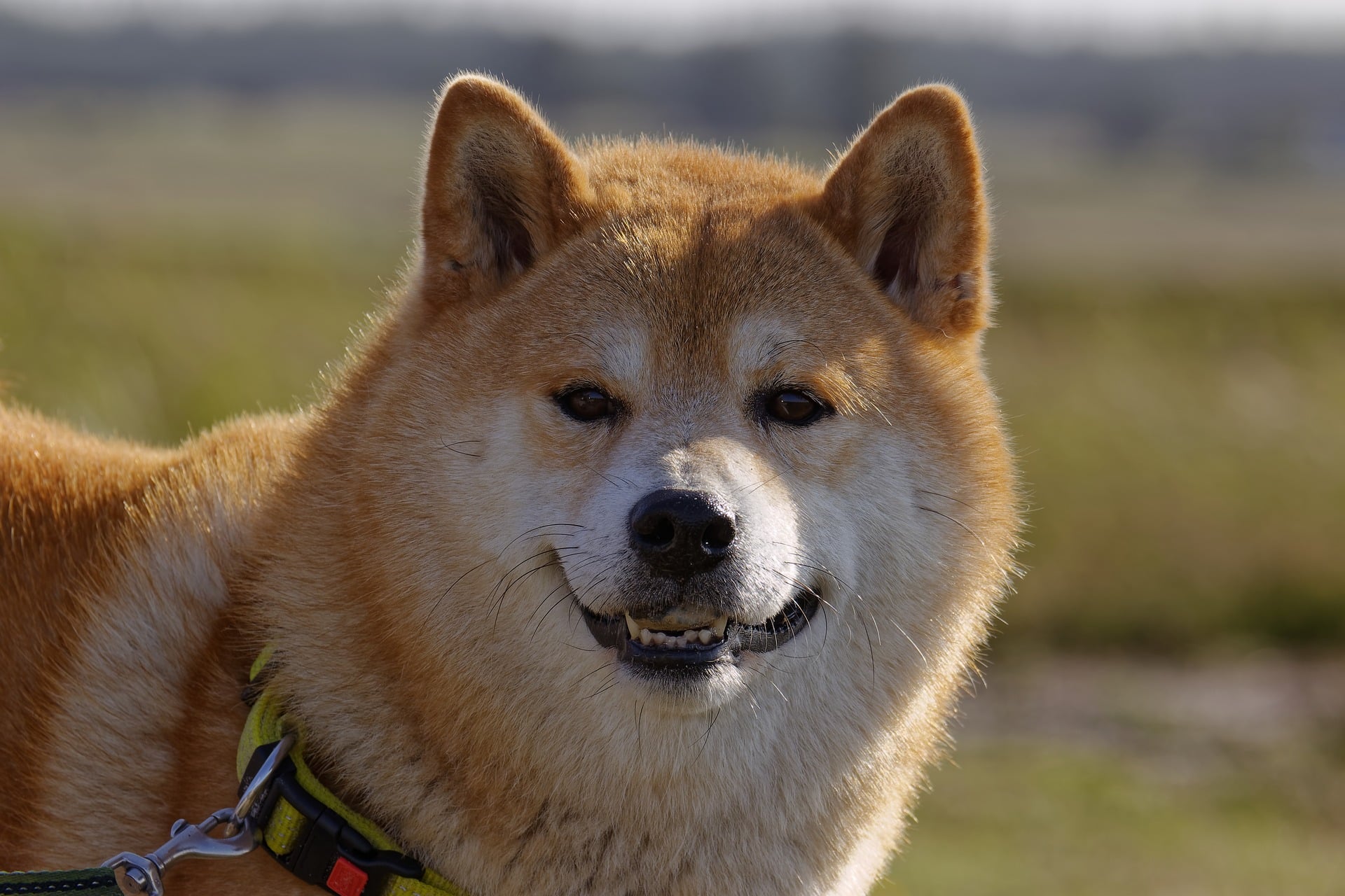 Vitalik Buterin Offloads All Dog-Themed Meme Coins, Gives ...